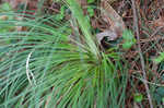 Eastern turkeybeard